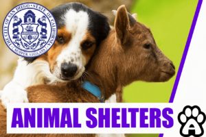 Best 3 Animal Shelters in San Diego (2022) Price & Guide