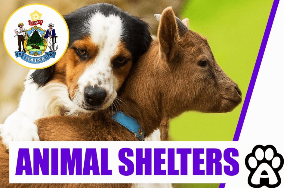 Best 3 Animal Shelters in Maine (2022) Price & Guide
