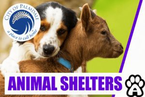 Best Animal Shelters in Palmdale, CA (2022) Price & Guide