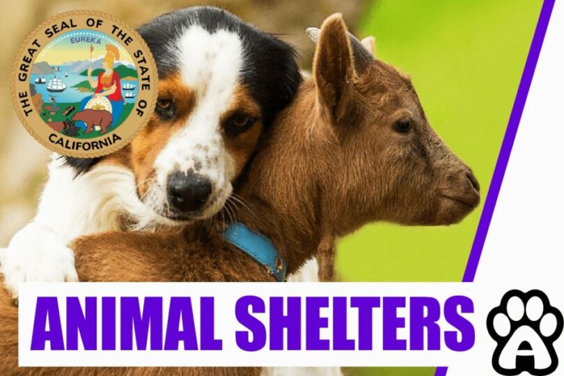 Best 3 Animal Shelters in California (2022) Price & Guide