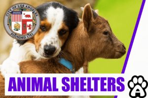 Best 3 Animal Shelters in Los Angeles (2022) Price & Guide