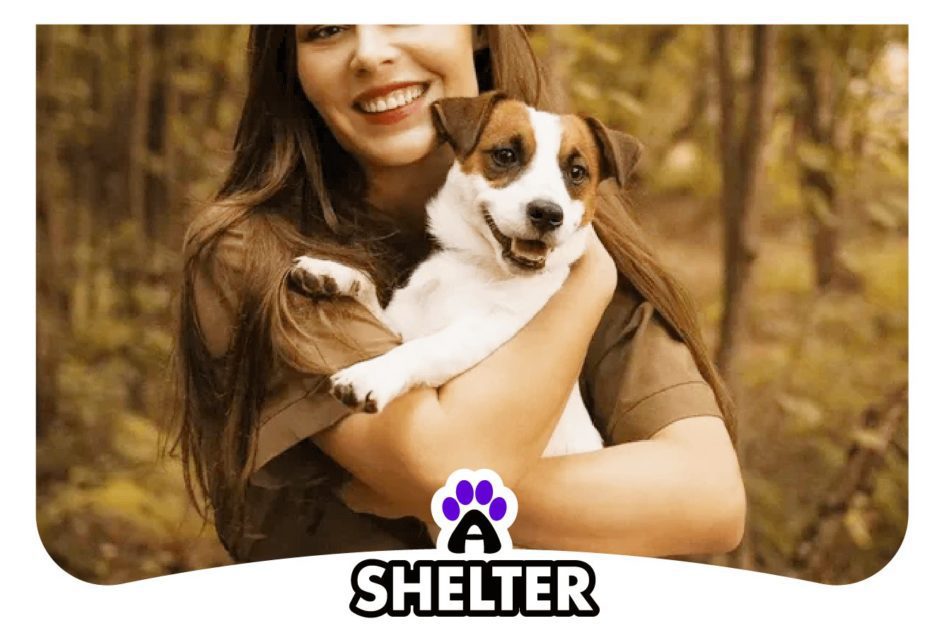 Dog Rescues & Shelters