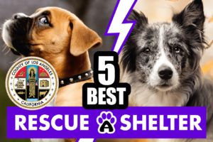 Best 5 Dog Rescue in Los Angeles & Shelters (2022)