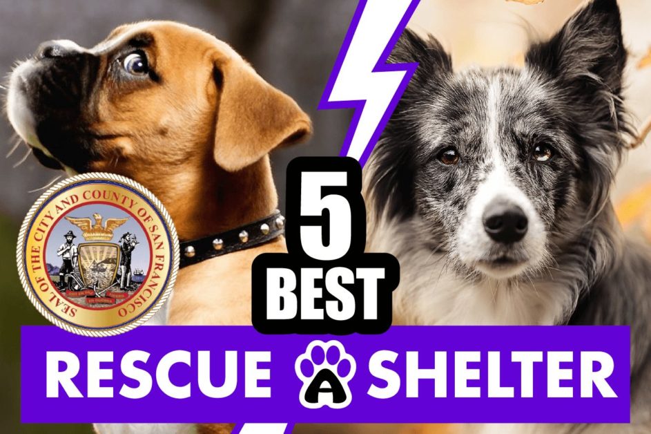 Best 5 Dog Rescue in San Francisco & Shelters in CA (2022) 