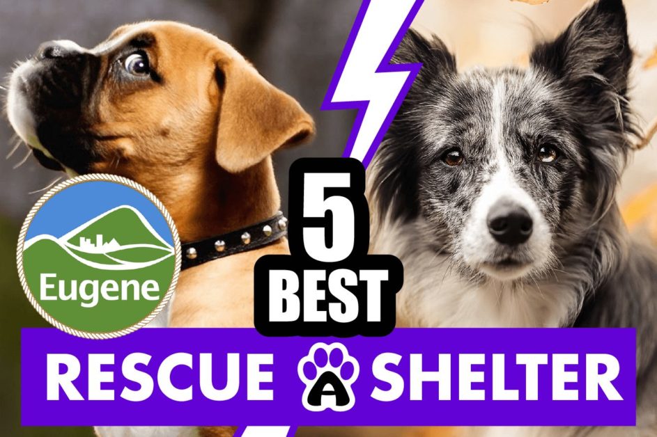 Best 5 Dog Rescue in Eugene, Oregon & Shelters (2022)