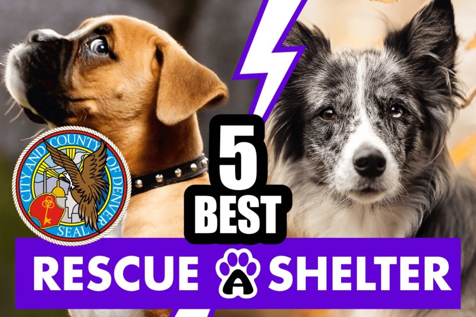 Best 5 Dog Rescue in Denver, CO & Shelters (2022)