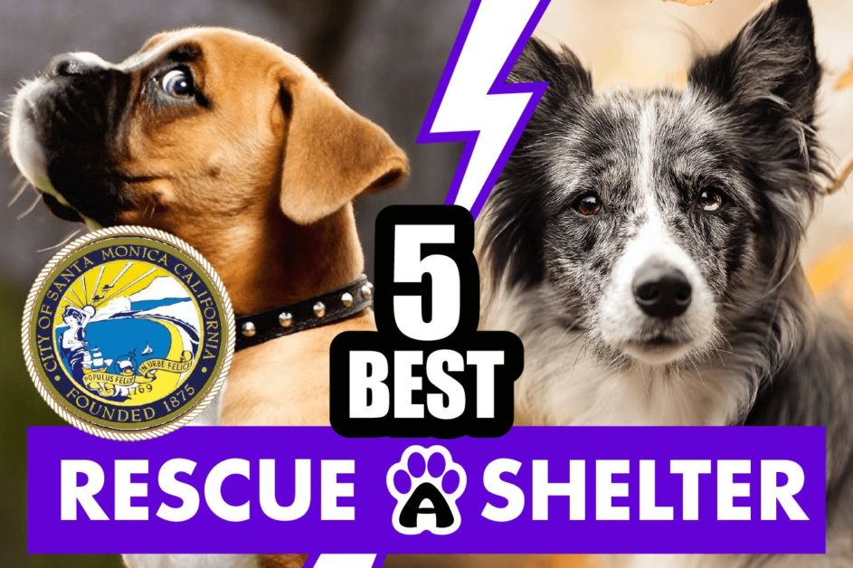 Best 5 Dog Rescue in Santa Monica & Shelters in CA (2022)