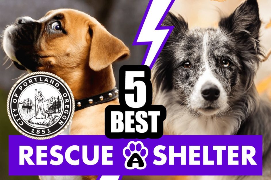 Best 5 Dog Rescue in Portland, Oregon & Shelters (2022)