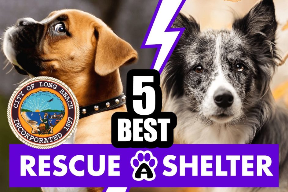 Best 5 Dog Rescue in Long Beach & Shelters in CA (2022)