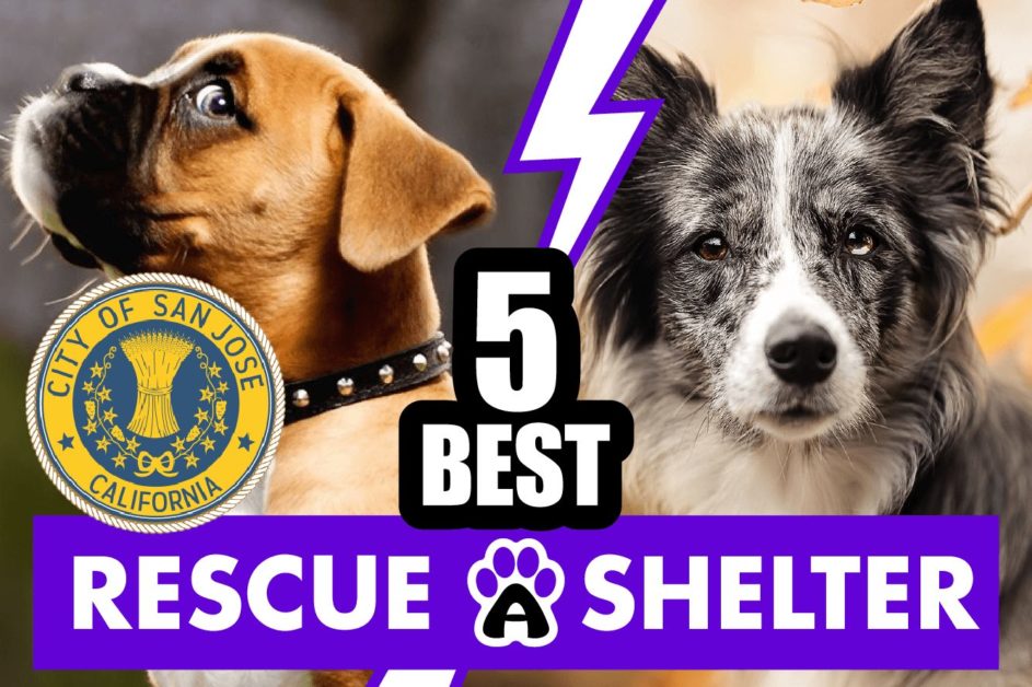 Best 5 Dog Rescue in San Jose & Shelters in CA (2022)