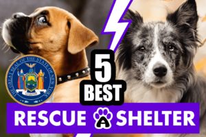 Best 5 Dog Rescues in NY & Shelters in New York (2022)