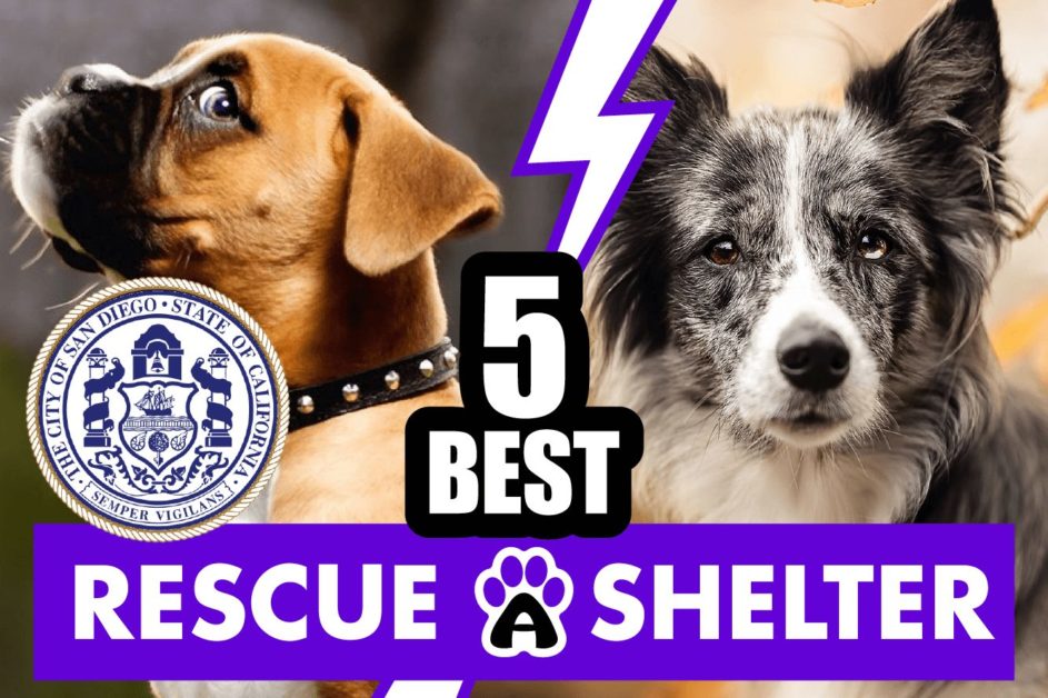 Best 5 Dog Rescue in San Diego & Shelters in CA (2022) 