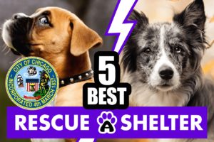 Best 5 Dog Rescues in Chicago, IL & Shelters (2022)