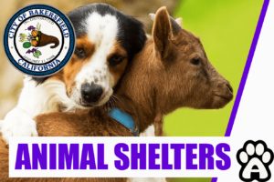 Best 3 Animal Shelters in Bakersfield, CA (2022) Price & Guide
