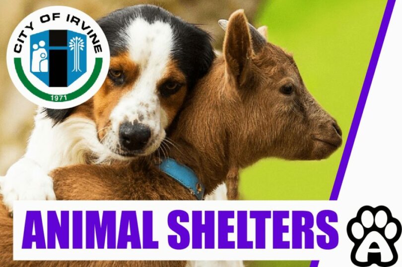 Best Animal Shelters in Irvine, CA (2022) Price & Guide