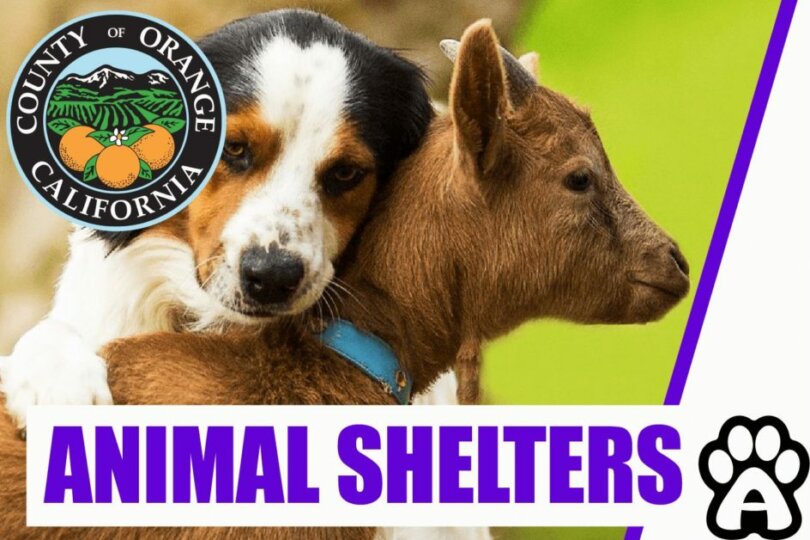 Best 3 Animal Shelters in Orange County (2022) Price & Guide