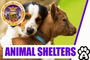Best 3 Animal Shelters in San Francisco, CA (2022) Price & Guide