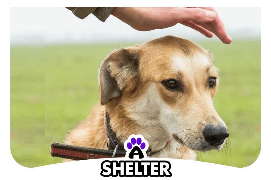 Dog Rescues & Shelters