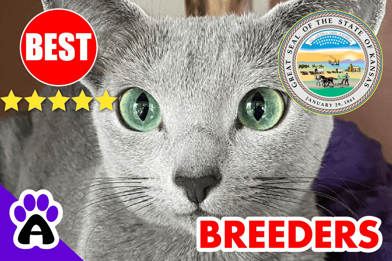 Top 3 Best Russian Blue Kittens For Sale in Kansas-2024 | Russian Blue Breeders in Kansas, KS