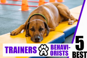 Dog Trainers & Behaviorists