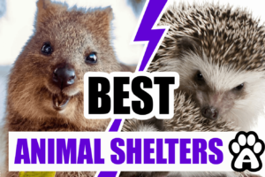 Animal Shelters