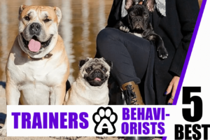 Dog Trainers & Behaviorists