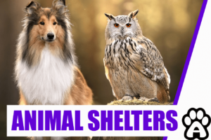 Best Animal Shelters