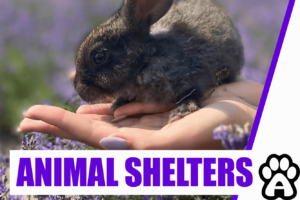 Best Animal Shelters