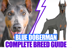 Blue Doberman 101 | Fun Facts & Myths