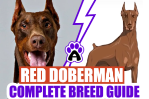 Red Doberman 101 | Fun Facts & Myths
