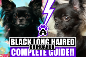 Black Long Haired Chihuahua : Complete Guide