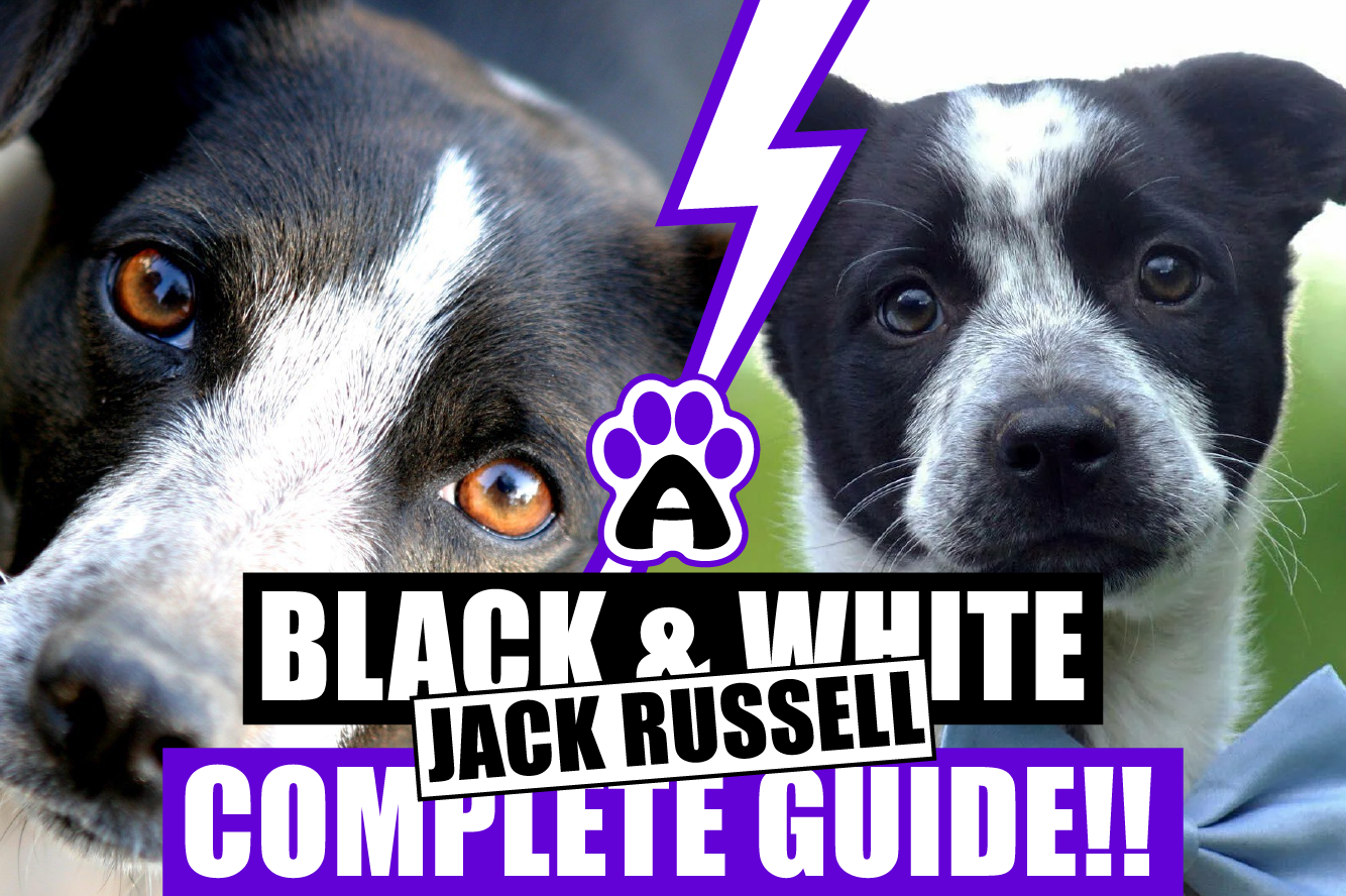 Black and White Jack Russell : (Complete Guide!!)