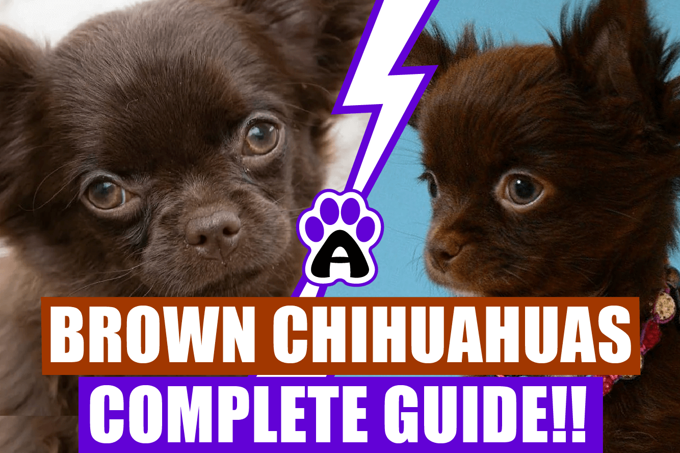 Brown Chihuahuas : Complete Guide