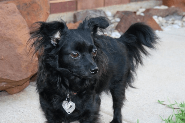 black long haired chihuahua
