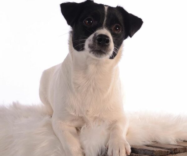 black & white jack russell