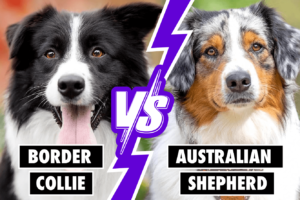 Differences Between Border Collie and Australian Shepherd : Complete Guide