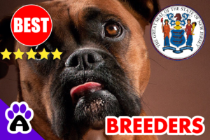 Boxer Breeders in New Jersey