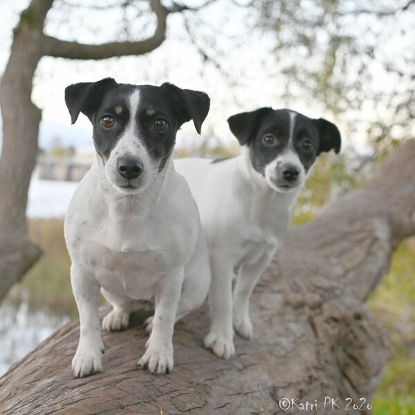 two black & white jack russells