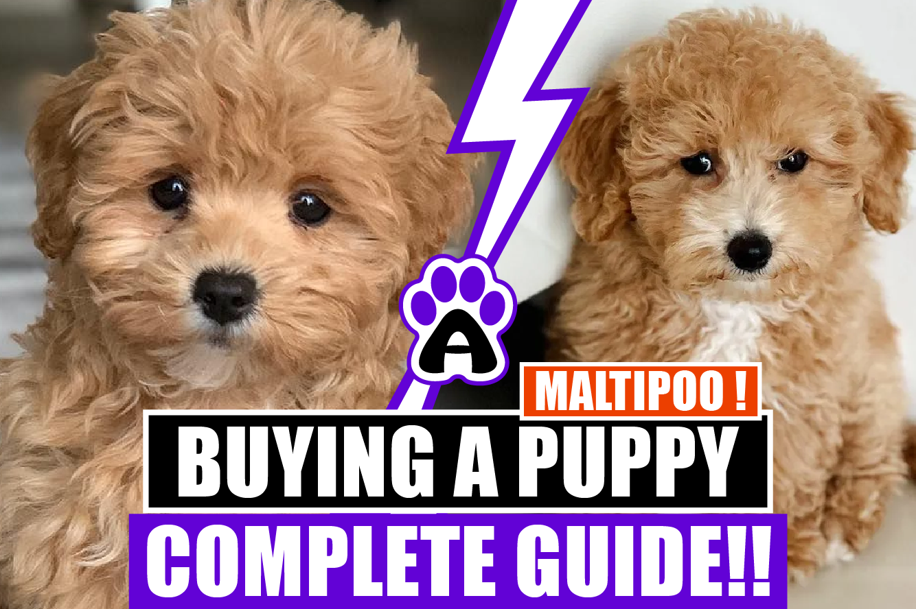 Buying a Maltipoo Puppy ( Complete Guide)