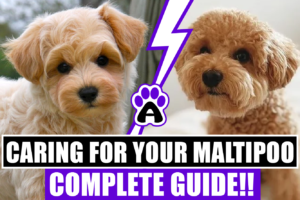 Caring For Your Maltipoo (Complete Guide)