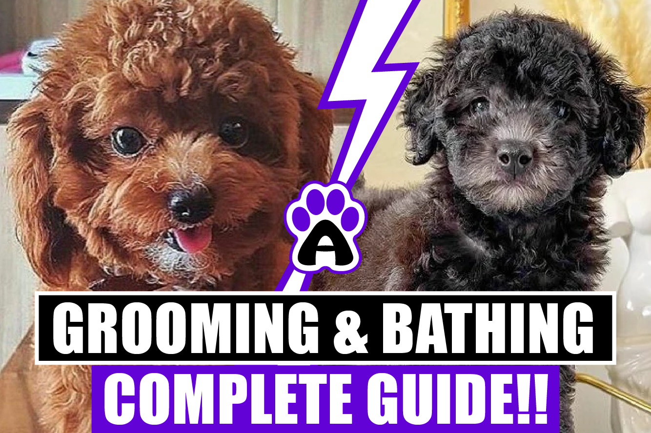 Grooming and Bathing Your Maltipoo (Complete Guide)