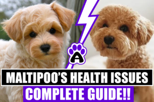 Maltipoo and Health Issues (Complete Guide)