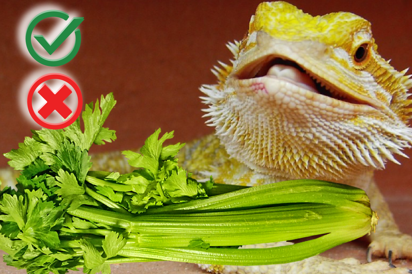 Can bearded dragons eat celery? 