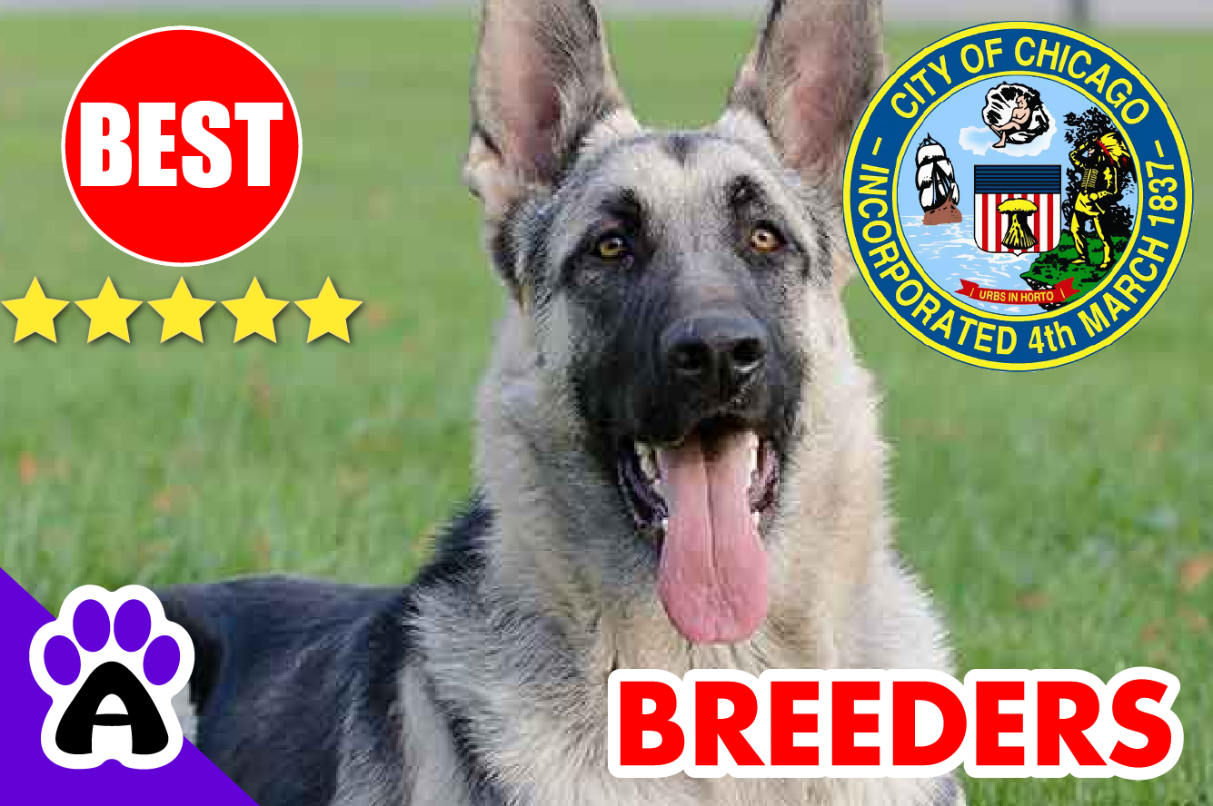 Top 5 Reviewed German Shepherd Breeders in Chicago-2023 | German Shepherd Puppies for Sale in Chicago, IL