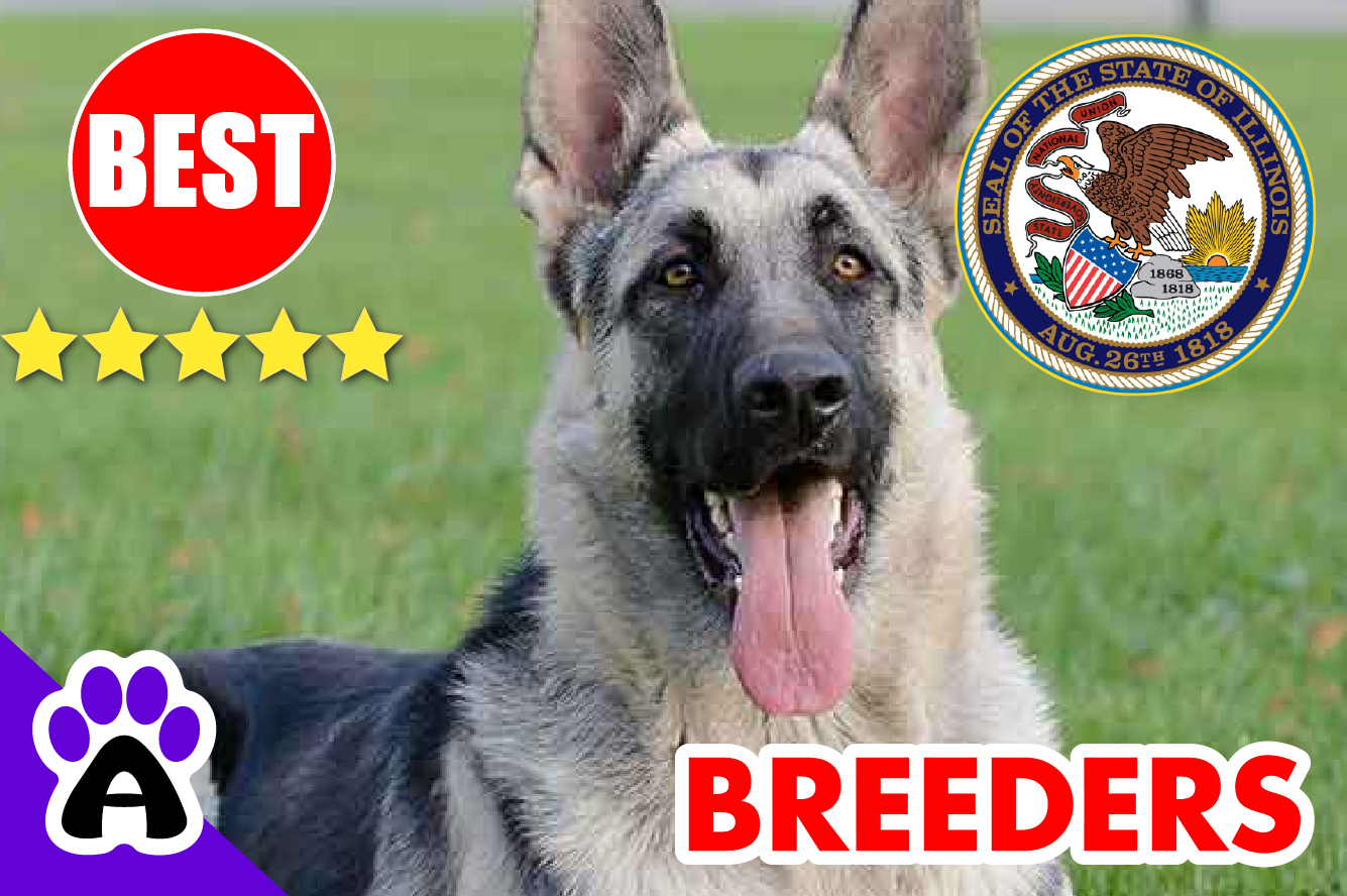 Top 10+ Reviewed German Shepherd Breeders in Illinois-2024 | German Shepherd Puppies for Sale in IL