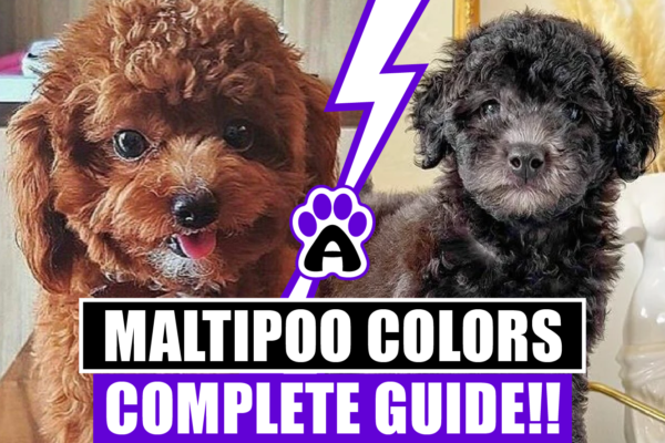 12 Different Maltipoo Colors ( Complete Guide)