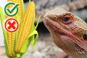 Can bearded dragons eat Corn? ( Complete Guide)