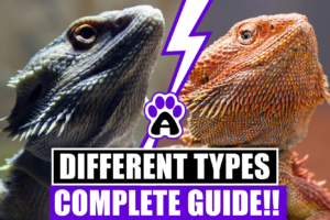The different types of bearded dragons ( Complete Guide)