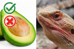 Can bearded dragons eat avocados? ( Complete Guide)