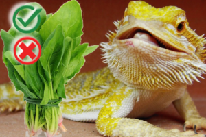 Can bearded dragons eat spinach? ( Complete Guide)